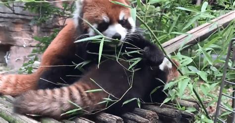 Columbus Zoo Red Pandas Bond Together Over A Meal Wtte