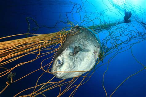 Pesca Incidental Cinco Desastrosas Consecuencias Para Los Océanos
