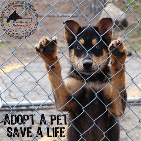 Adopt me Please - Kansas City Adoptable Dogs at Protective Animal ...