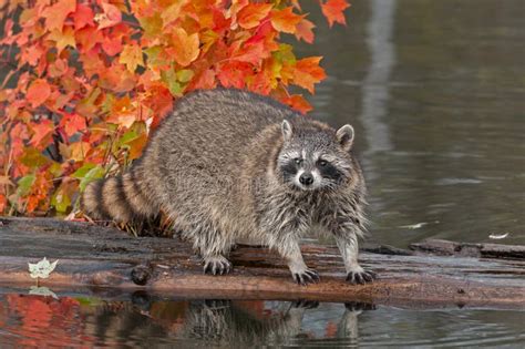 Raccoon Procyon Lotor Looks Out At Viewer From Log Stock Image