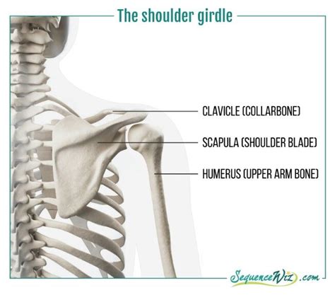 Shoulder Girdle Arm Bones Shoulder Strain Shoulder