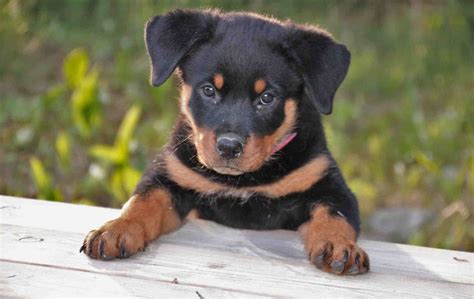 Pics Of Rottweiler Puppies - Forever Wallpapers