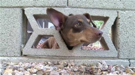 Dog Stuck In Cinder Block Rescued By Phoenix Firefighters 6abc