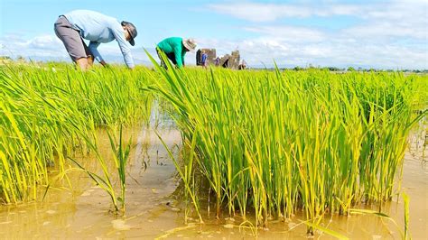 Masipag Empowering Farmers To Breed Local Rice Varieties Global