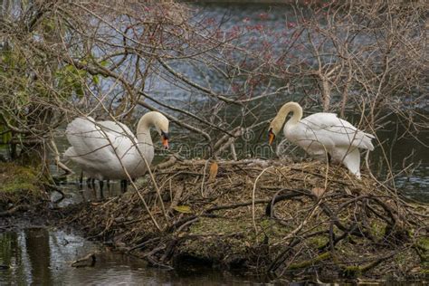 A White Swan Couple On Huge Nest Stock Photo Image Of Huge Gardens