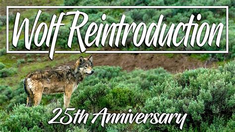 25th Anniversary Of Wolf Reintroduction Yellowstone National Park