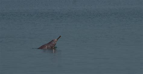 first ever survey of mahananda river records 190 dolphins in bihar