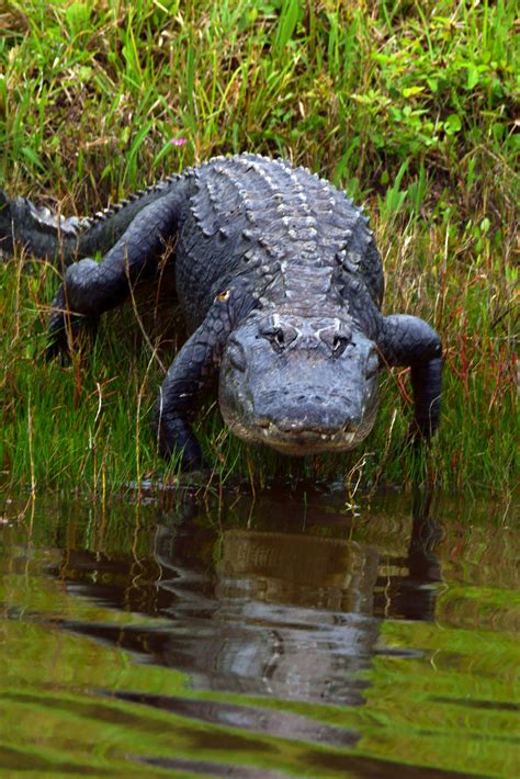 Alligator At Florida Swamp House To House Heart To Heart