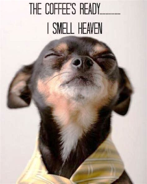 The Coffees Ready I Smell Heaven Dog Quotes Funny Dog Memes Funny