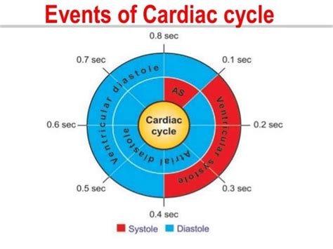 Cardiac Cycle Diagram Labeled Industries Wiring Diagram
