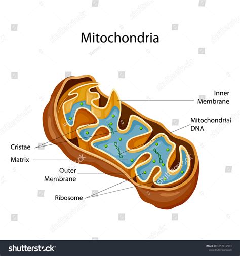 Education Chart Biology Mitochondria Diagram Vector Stock Vector
