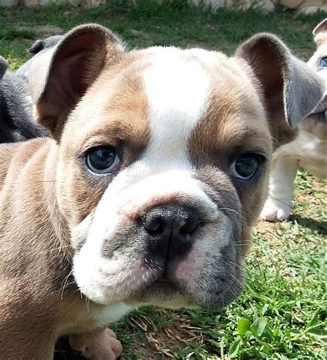 29 Rare English Bulldog Puppies For Sale Picture Bleumoonproductions