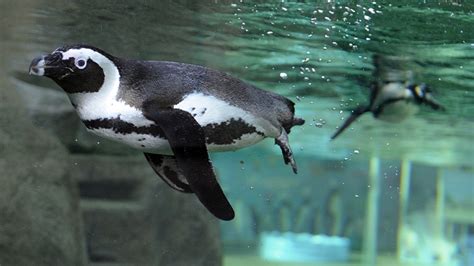 Vancouver Aquarium Penguin Point Exhibit Behind The Scenes Ctv News