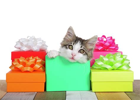 Tabby Kitten Birthday Presents Photograph By Sheila Fitzgerald Fine