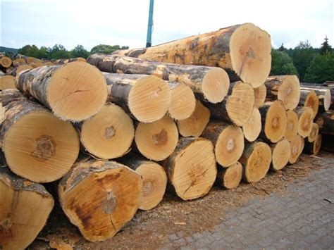 Offer Timber Round Logs Without Backsoak And Lumber Logsfresh Cut Mahogany Birchtali Logs