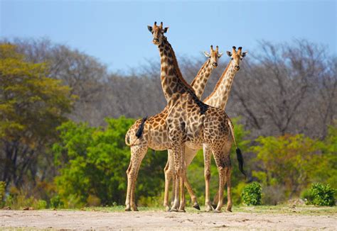 Královny Africké Savany Žirafí Bojovníci S Něžným Pohledem 1001