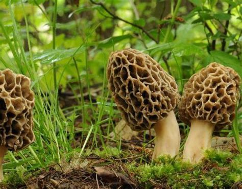 Wild Morels Mushroom | CNP Enterprises | Exporter in Shimla | ID ...