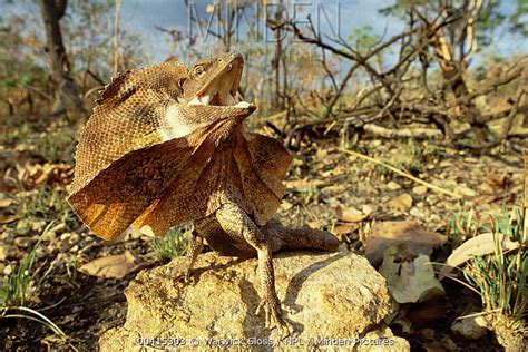 Frilled Lizard Stock Photo Minden Pictures