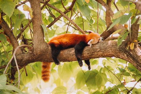 Red Pandas Are Endangered How Can We Help Them