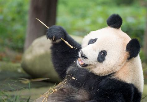 runslepp: How Did Pandas Become Endangered