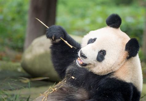 Runslepp How Did Pandas Become Endangered