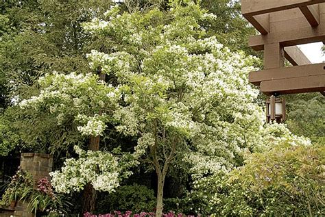 Flowering trees zone 4 5. 64 best images about Ornamental Trees for Zone 4 & 5 on ...