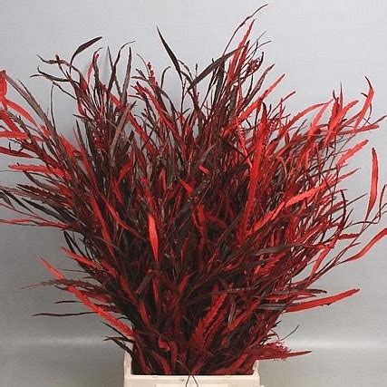 Grevillea Dyed Red 70cm Wholesale Dutch Flowers Florist Supplies UK