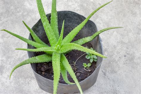 Nach einer phase der vergessenheit erfreut sich aloe vera wieder. Die Haltung der Aloe vera » So gedeiht sie bestens