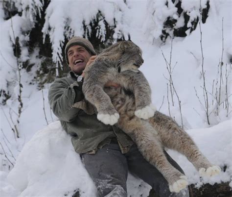 Ak Among Wolverines Lynx And Fox A Man Finds His Pack Alaska
