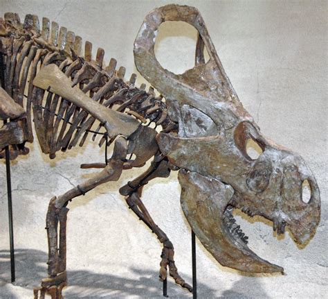 Protoceratops Andrewsi Ceratopsian Dinosaur Djadokhta F Flickr