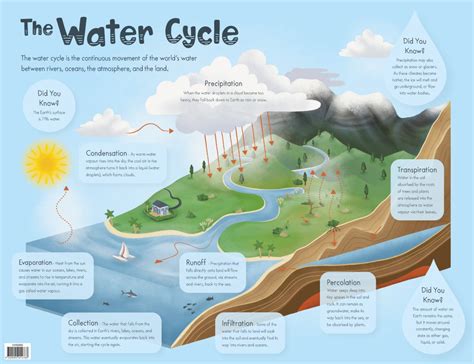 The Water Cycle Chart Australian Teaching Aids Ch6360 Educational
