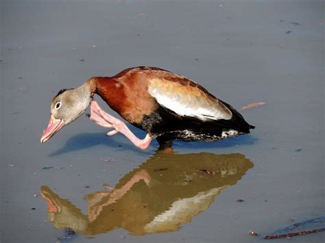 Black Bellied Whistling Duck Los Winter Meet New Orleans Flickr