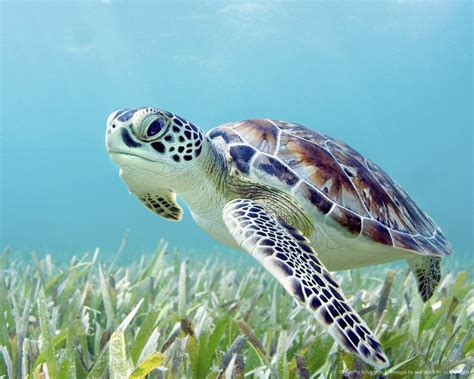 Green Sea Turtle Sea Turtles Photography Green Sea Turtle Baby Sea