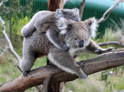 All About Koala Bears Ultimate Guide To Everything