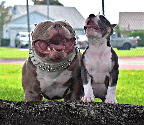 All puppies will be ukc papered as at we specialize in french bulldogs ,xl american bully and xxl american pitbull terrier. Everything You Need To Know About The Fastest Growing ...