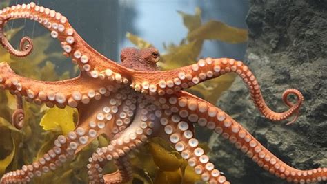 Octopuses Not Aliens Still Awesome The True Origins Of Cephalopods