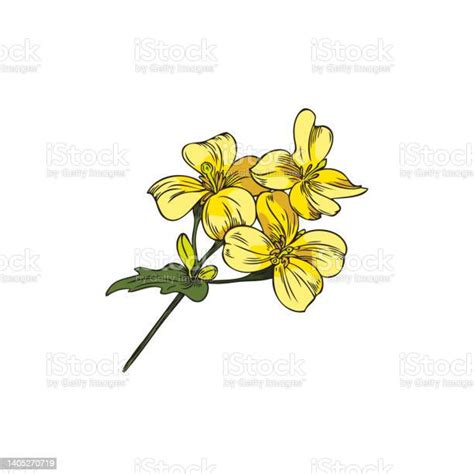Hand Drawn Mustard Or Canola Blooming Flower Sketch Vector Illustration