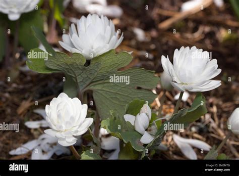 Double White Flowers Of The Spring Blooming Bloodroot Sanguinaria