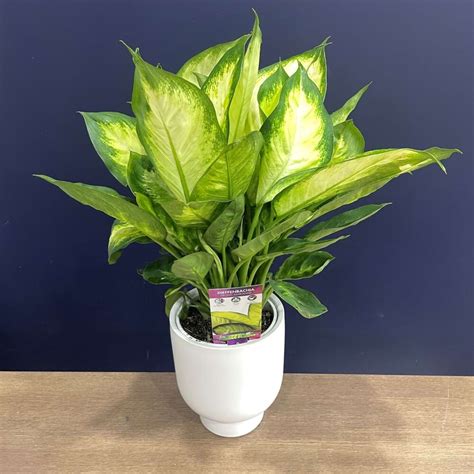 Dieffenbachia A Popular Indoor Plant With Lovely Foliage
