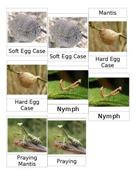 Praying Mantis Life Cycle Teaching Resources TPT