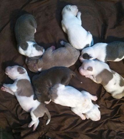 See reviews for south tampa puppy palace in tampa, fl at 4313 pearl ave from angie's list members or join today to leave your own review. Blue Nose Pitbull Puppies!! for Sale in Tampa, Florida Classified | AmericanListed.com