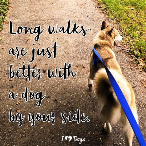 Funny Dog Walking Quotes Shortquotescc