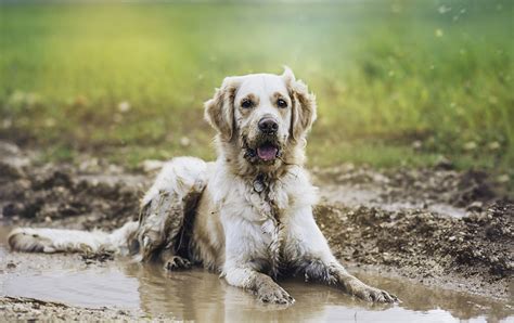 Golden Retriever Enjoys Mud Bath So Much On Walk He Needs A Snorkel
