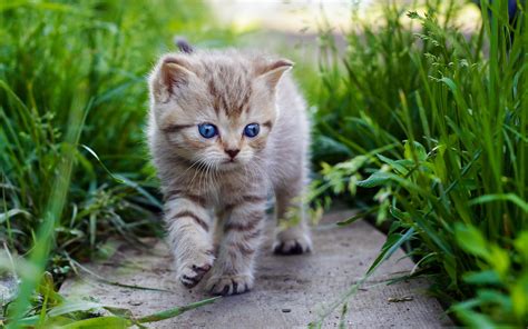 Download our app for ios and android! Cute Baby Cats Wallpapers Group (76+)