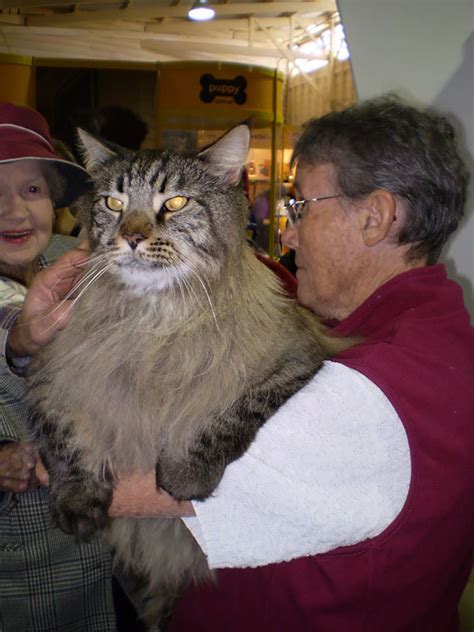 What Is The Worlds Largest Domestic Cat