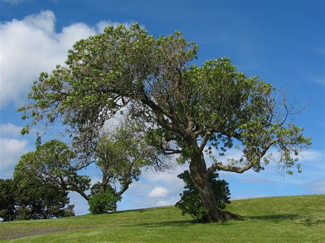 As a result, it is a higher quality file format than jpg. File:Tree example VIS.jpg - Wikipedia