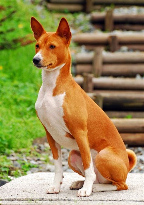 Basenji Breed Information Dog Breeds Dogs Basenji Dogs