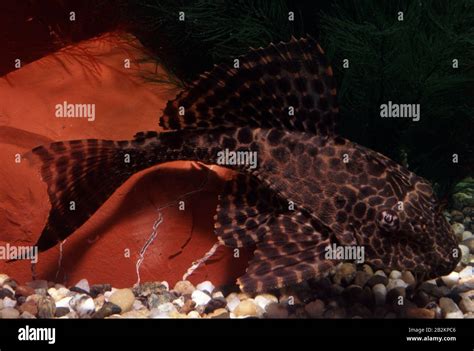 Spotted Sailfin Pleco Glyptoperichthys Gibbiceps Stock Photo Alamy