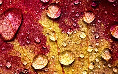Water Drops On An Autumn Leaf Red Autumn Water Drops Macro Dew