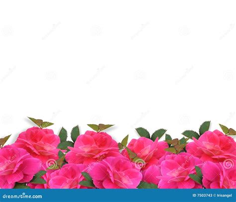 Abstract Beautiful Pink Rose Floral Border Background Stock Photo Images
